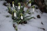 Galanthus plicatus. Цветущие растения. Крым, Севастополь, окр. Балаклавы. 6 февраля 2014 г.