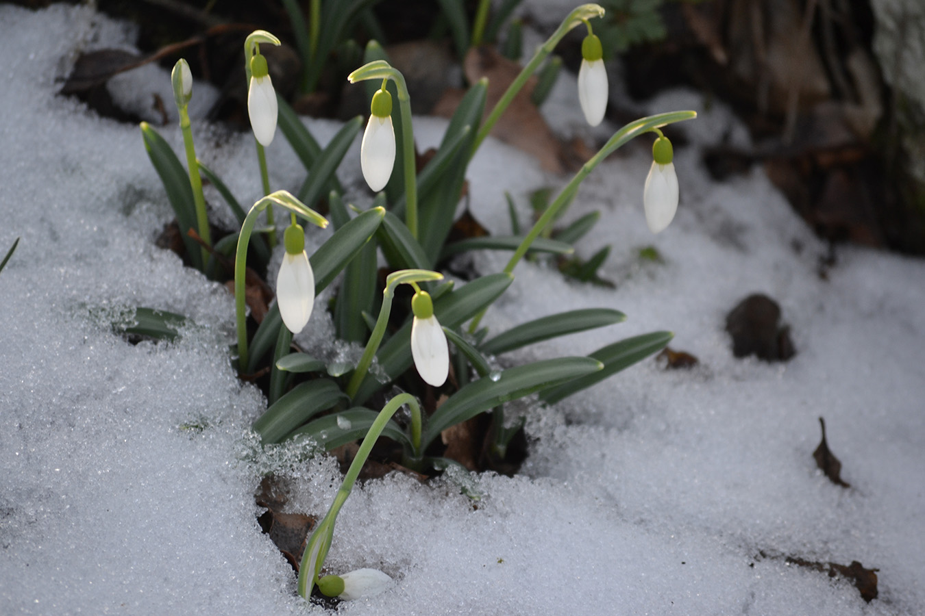 Изображение особи Galanthus plicatus.