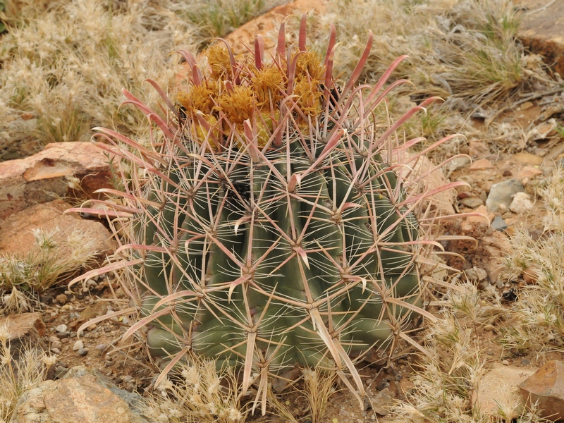 Изображение особи Ferocactus peninsulae.