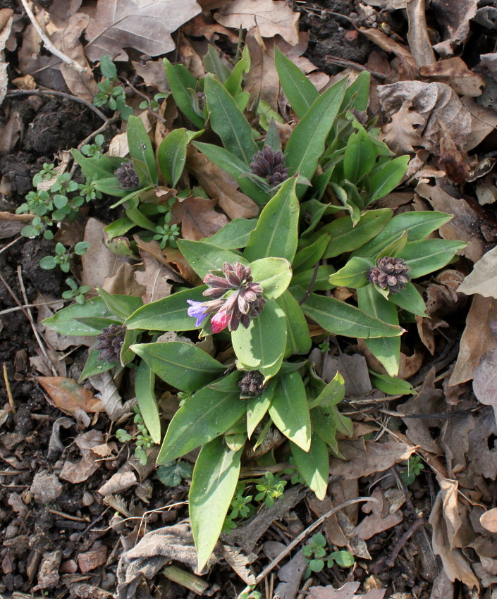 Изображение особи Pulmonaria mollis.