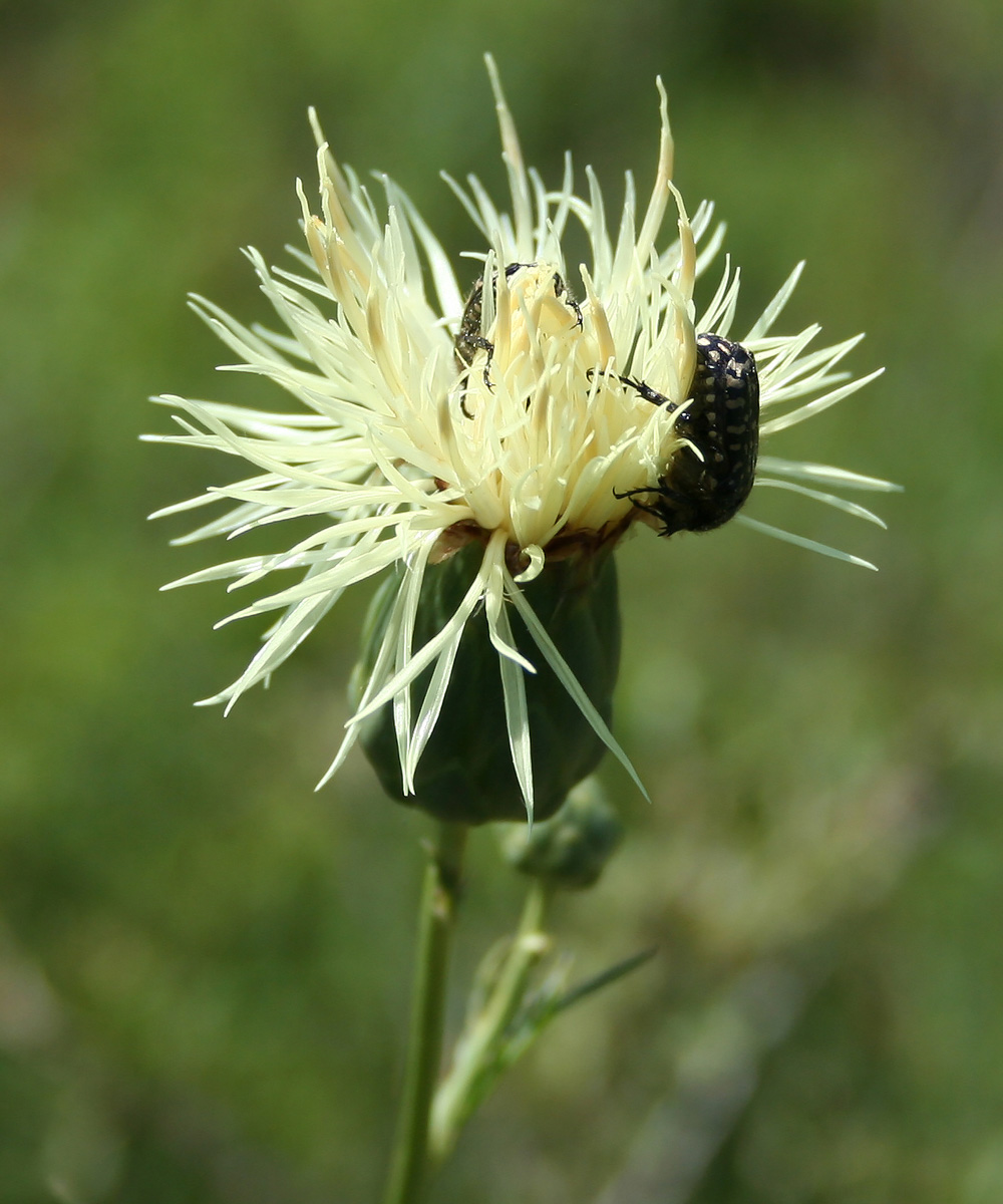 Image of Rhaponticoides ruthenica specimen.