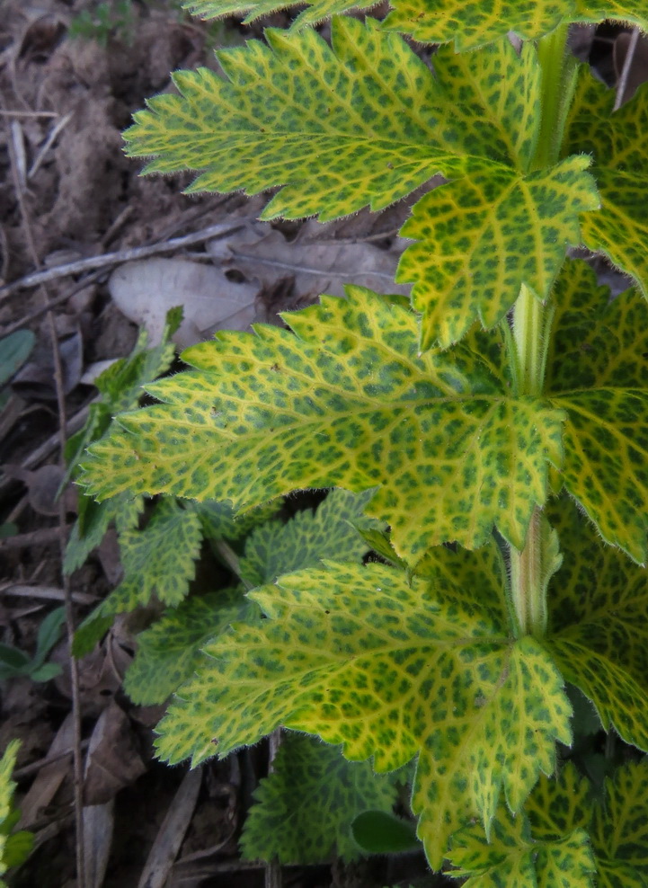 Image of Pastinaca sativa specimen.