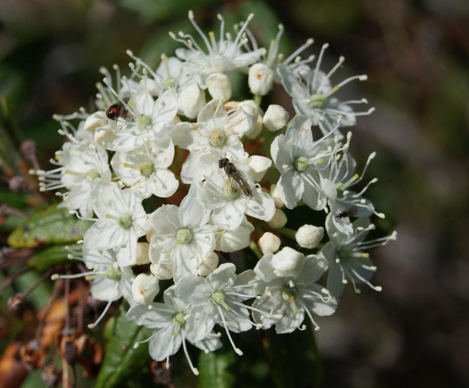 Изображение особи Ledum hypoleucum.