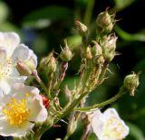 Rosa multiflora. Соцветие с цветками и бутонами. Германия, г. Дюссельдорф, Ботанический сад университета. 04.05.2014.