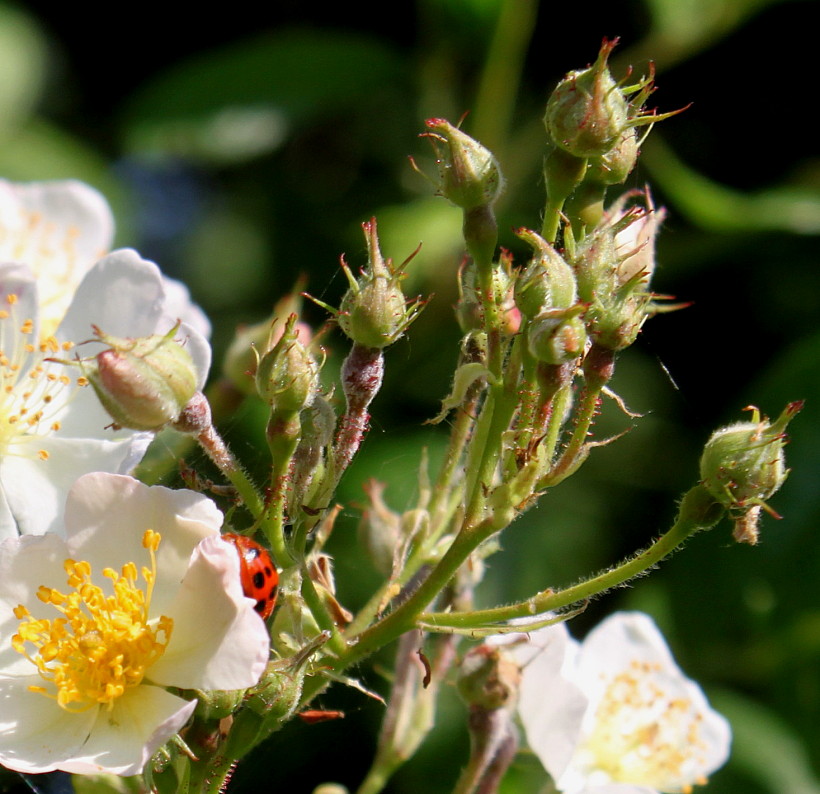 Image of Rosa multiflora specimen.