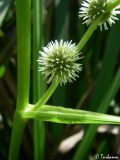 Sparganium erectum