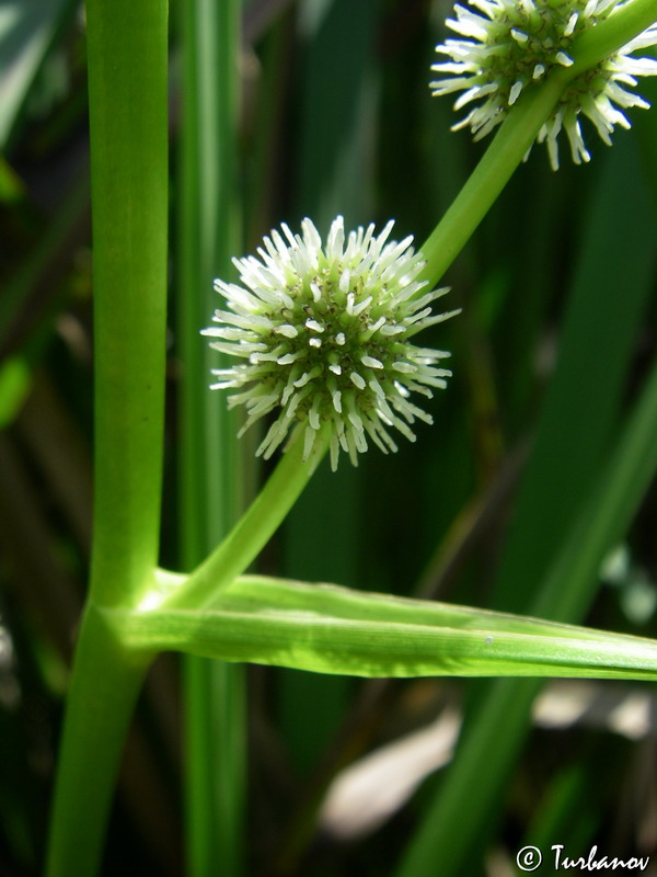 Изображение особи Sparganium erectum.