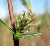 Salix rosmarinifolia