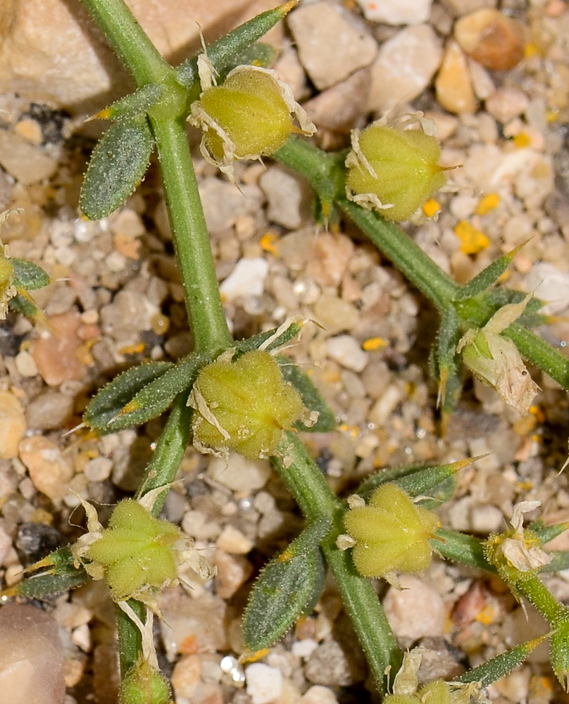 Image of Fagonia bruguieri specimen.