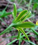 Gagea lutea. Сросшиеся цветки. Архангельская обл., Приморский р-н, близ р. Ижма. 23.05.2014.