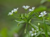 Cerastium holosteum. Верхушка цветущего растения. Ставропольский край, Бештаугорский заказник. 04.05.2014.