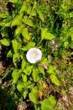 Calystegia spectabilis. Часть побега с цветком и бутонами. Псковское озеро, остров Верхний. 14.06.2014.