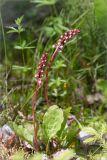 Pyrola minor. Цветущее растение. Ленинградская обл., Ломоносовский р-н, Копорье, сосновый лес. 22.06.2014.