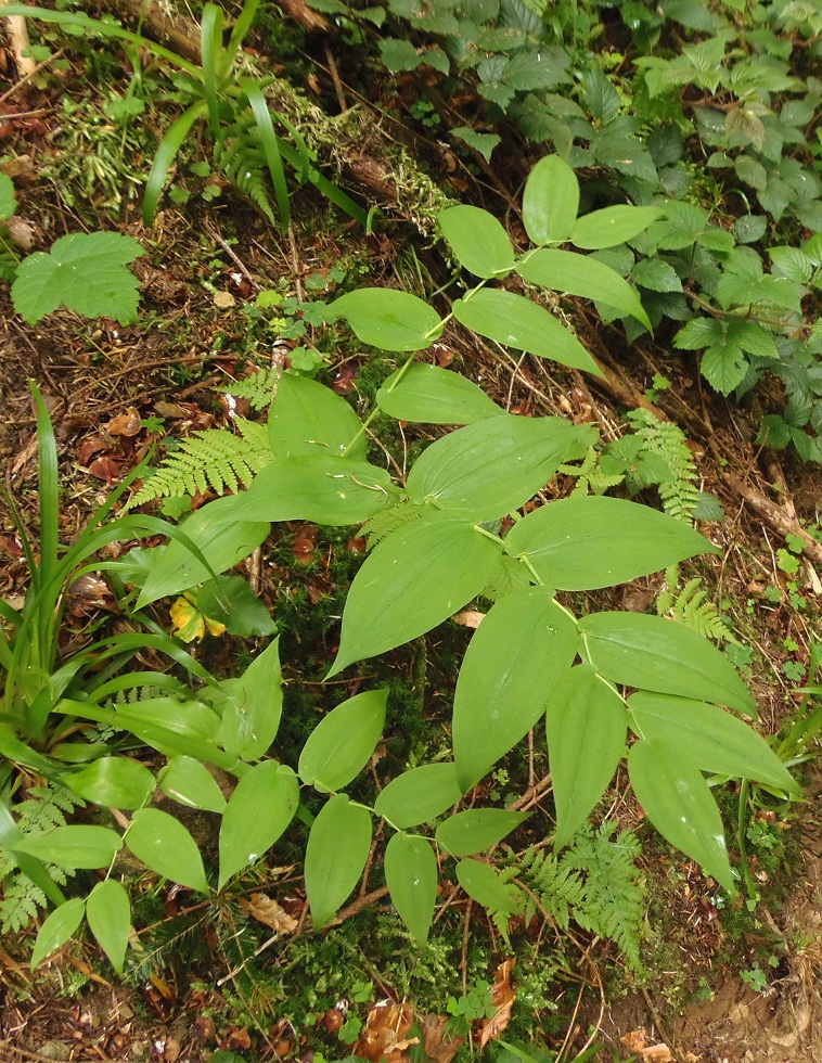 Изображение особи Streptopus amplexifolius.