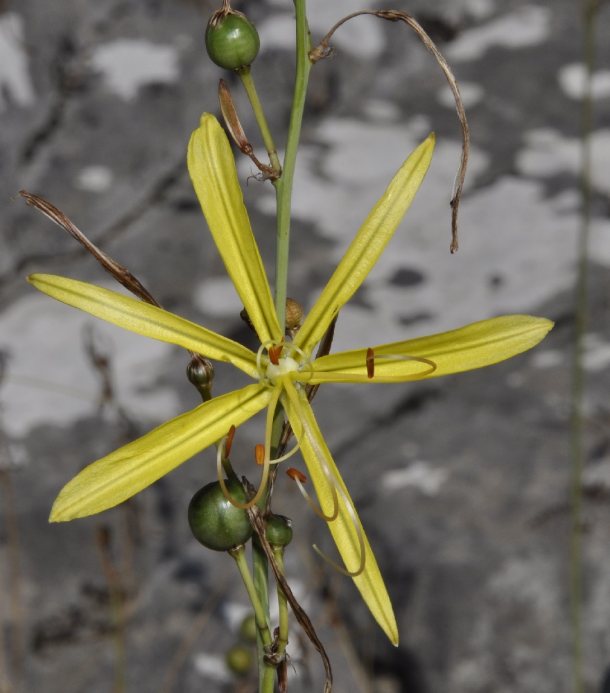 Image of Asphodeline liburnica specimen.