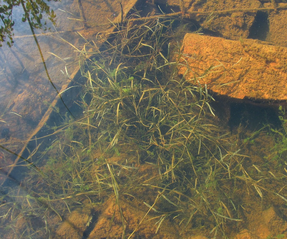 Изображение особи Potamogeton friesii.