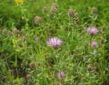 Centaurea stoebe