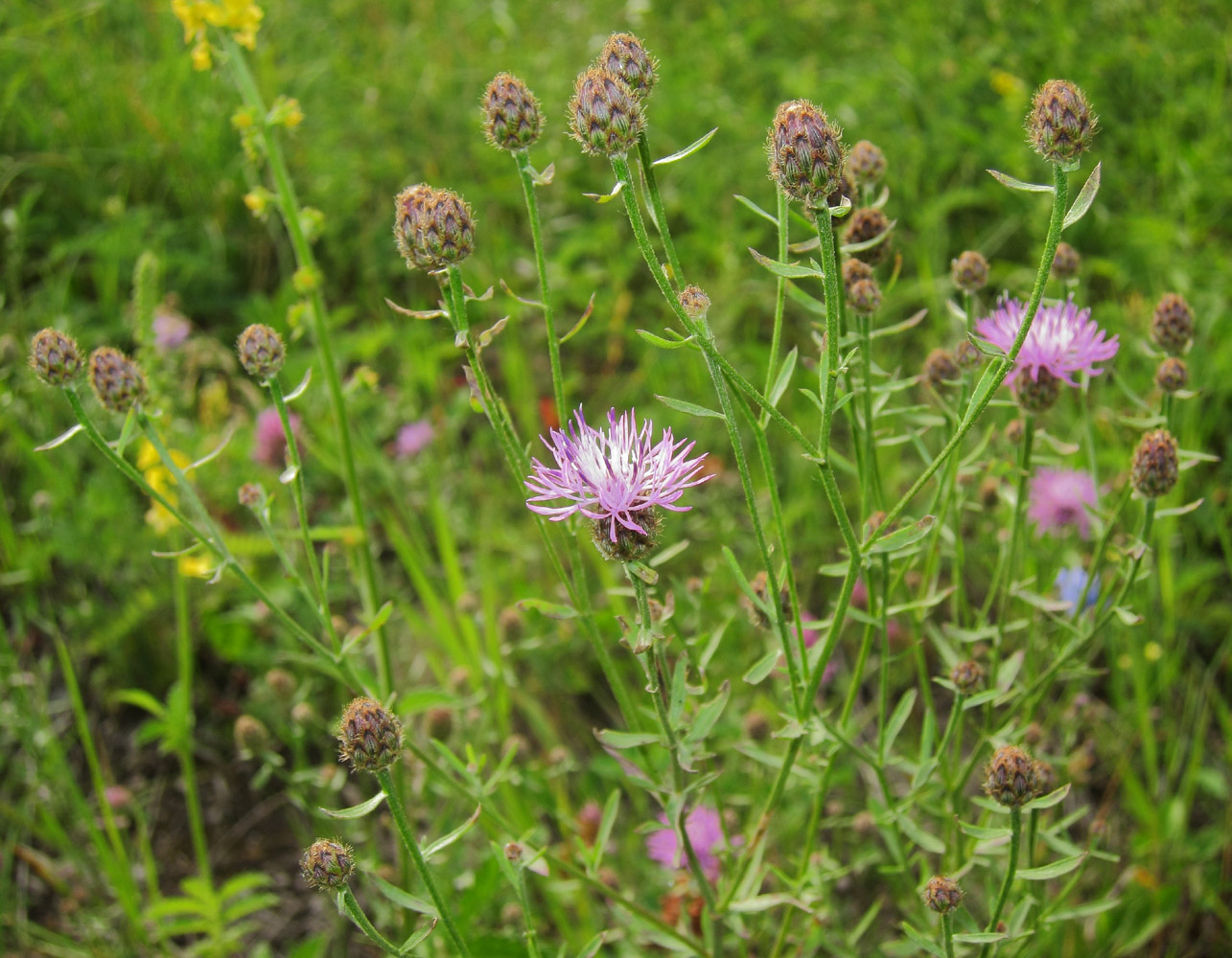 Изображение особи Centaurea stoebe.