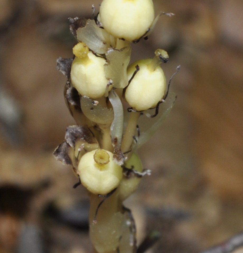 Изображение особи Hypopitys monotropa.