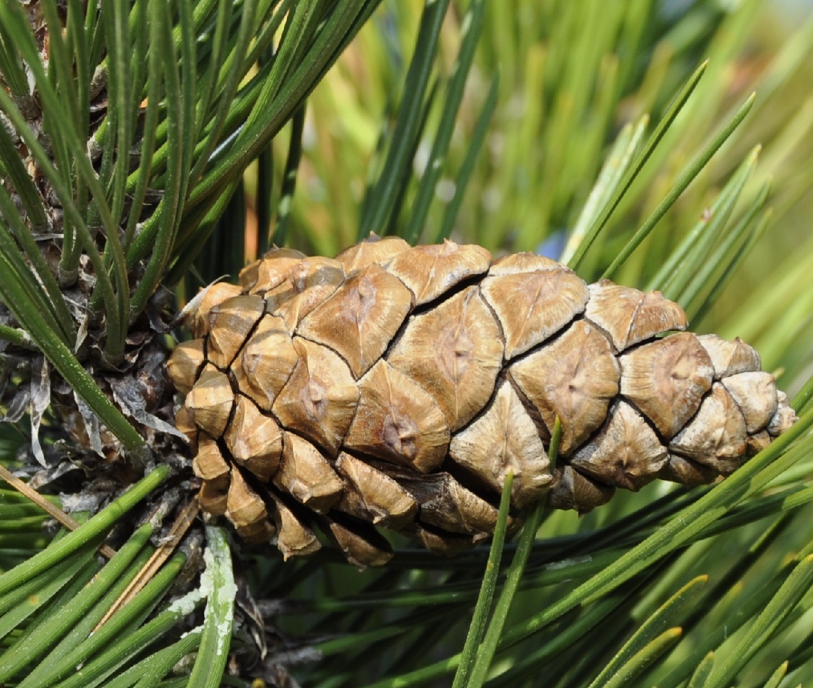 Изображение особи Pinus heldreichii.