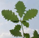 Quercus dshorochensis. Верхняя часть побега (у листьев видна их нижняя сторона). Германия, г. Дюссельдорф, Ботанический сад университета. 03.06.2014.