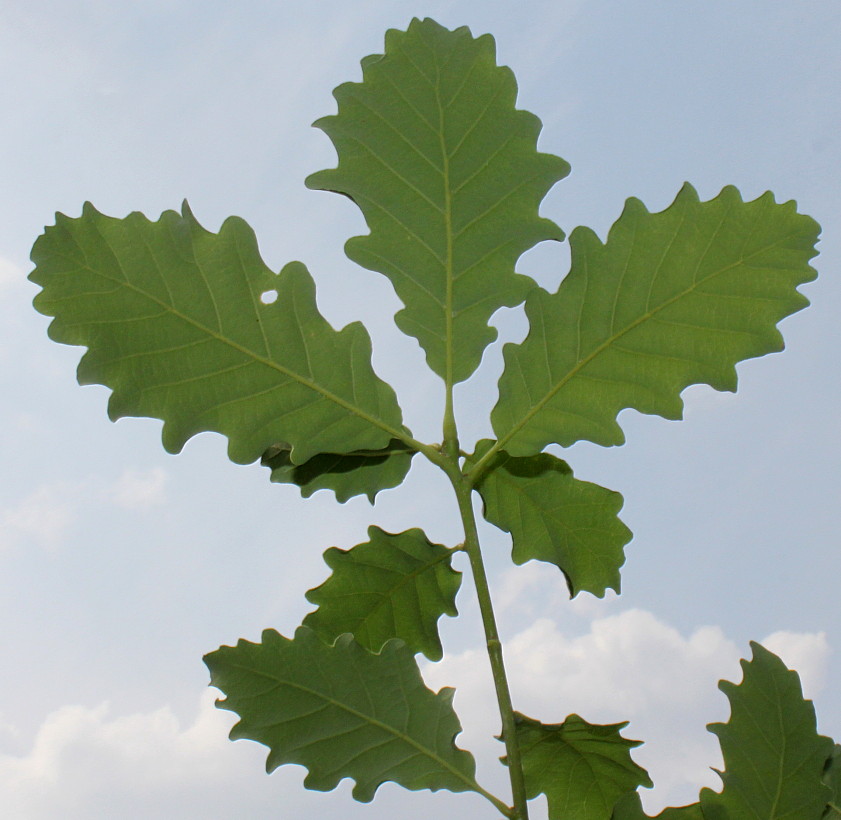 Изображение особи Quercus dshorochensis.