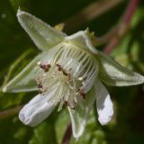 Rubus idaeus