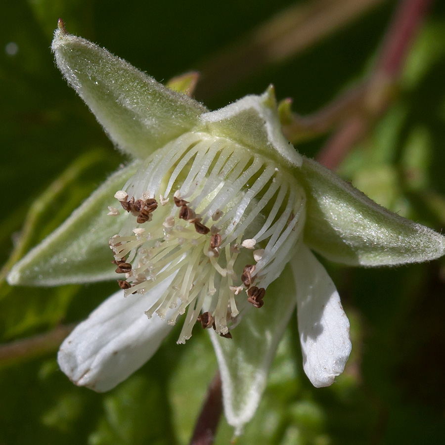 Image of Rubus idaeus specimen.