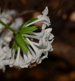 Asperula libanotica