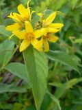 Lysimachia vulgaris