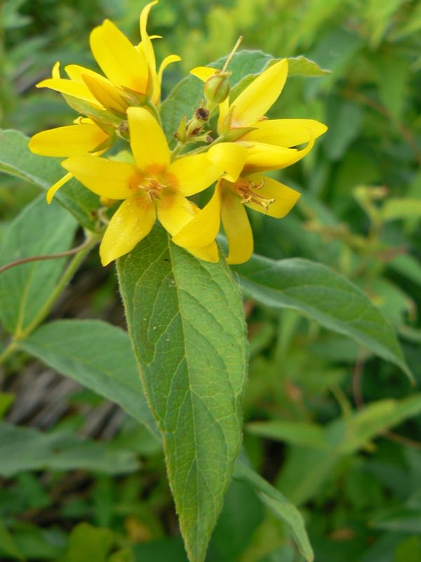 Image of Lysimachia vulgaris specimen.