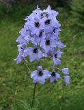 Delphinium dasycarpum. Соцветие. Абхазия. Долина Мцра, берег озера Анна, 2200 м н.у.м., альпика. 18.08.2014.