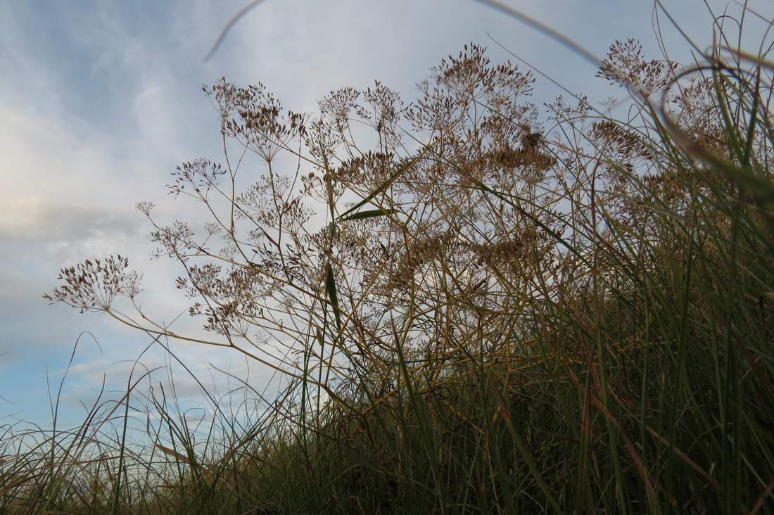 Image of Falcaria vulgaris specimen.