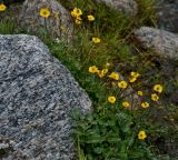 genus Ranunculus