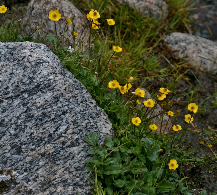 Image of genus Ranunculus specimen.