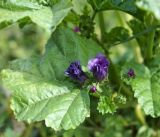 Malva mauritiana