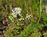 Anthriscus sylvestris. Соцветие с кормящимися мухами. Соловецкие острова, остров Большой Заяцкий. 07.07.2014.