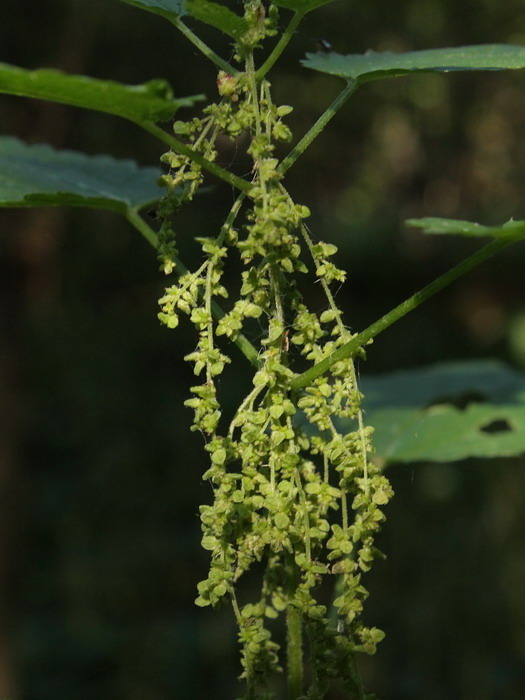 Image of Urtica dioica specimen.