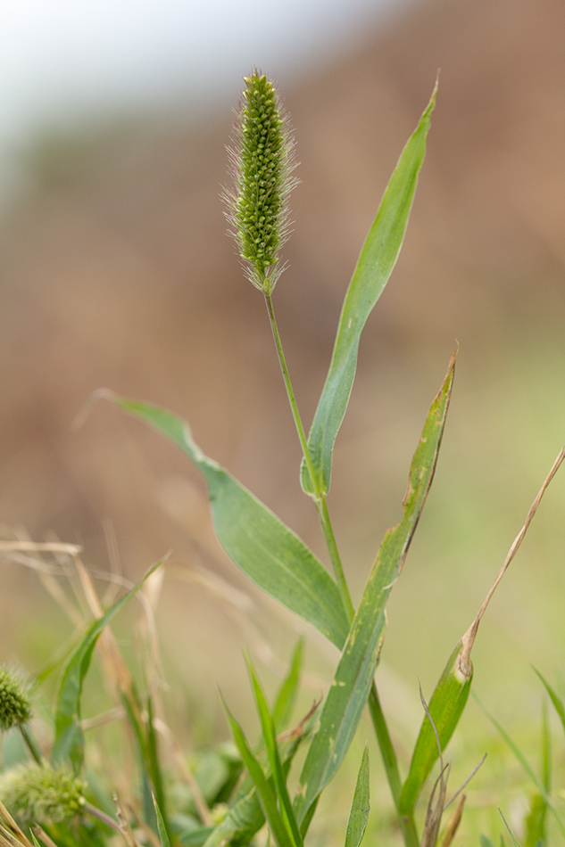 Image of Setaria viridis specimen.