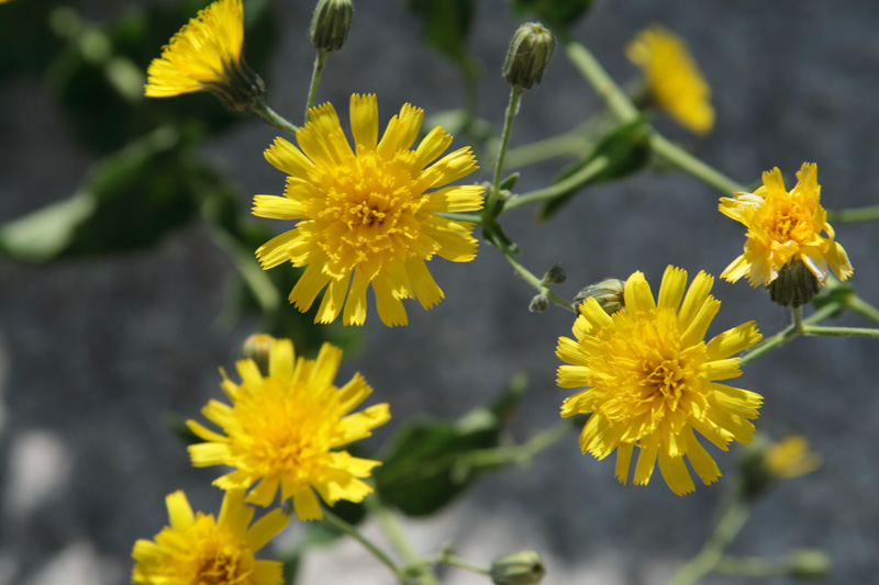 Изображение особи Hieracium robustum.