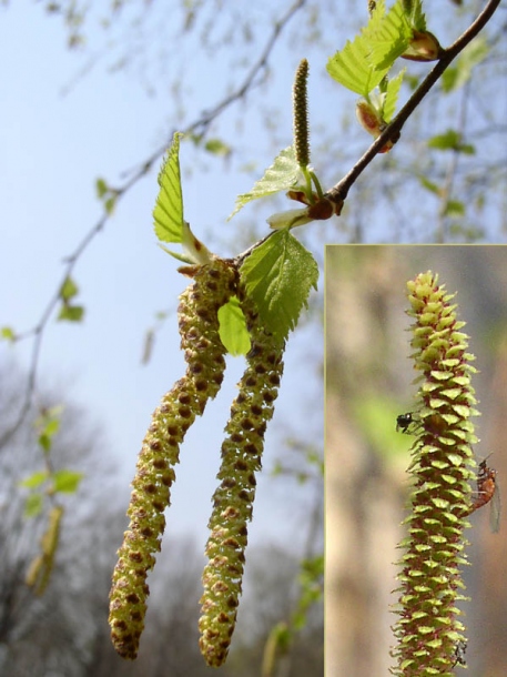 Image of Betula pendula specimen.