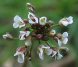 Capsella bursa-pastoris. Соцветие в начале цветения. Нидерланды, Гронинген, газон на обочине дороги. Март 2007 г.