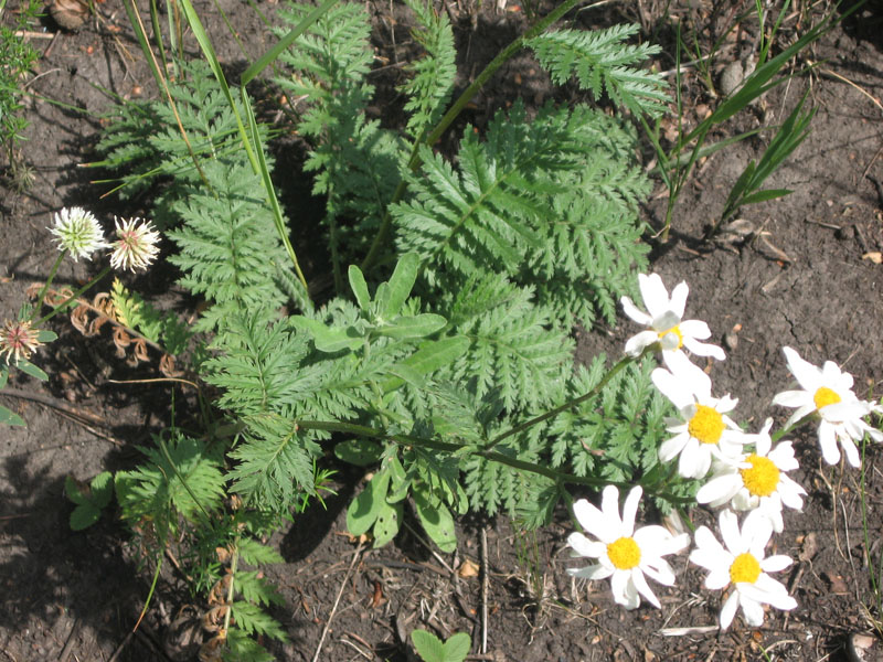 Изображение особи Pyrethrum corymbosum.