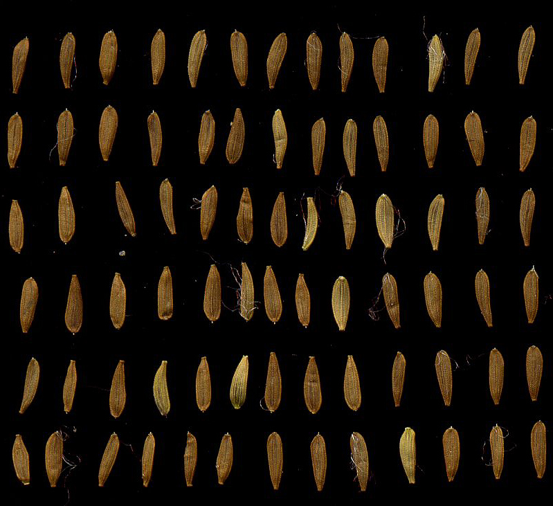 Image of Sonchus oleraceus specimen.