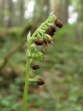 Orthilia secunda. Соплодие со многими неразвитыми плодами. Архангельская обл., Вельский р-н, окр. пос. Усть-Шоноша, болотистый лес. 17 июля 2010 г.