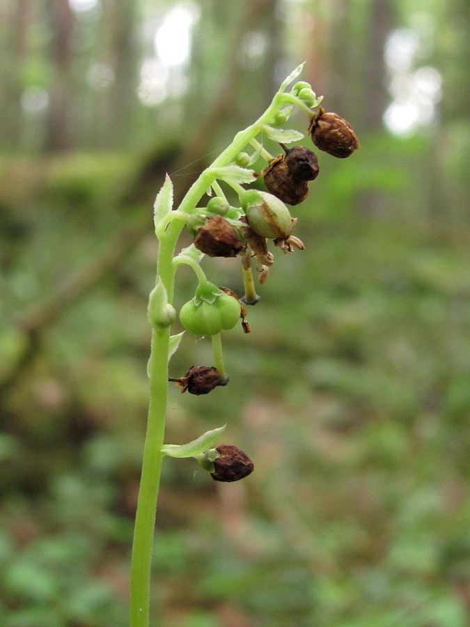 Image of Orthilia secunda specimen.