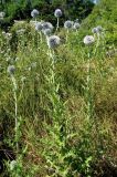 Echinops sphaerocephalus