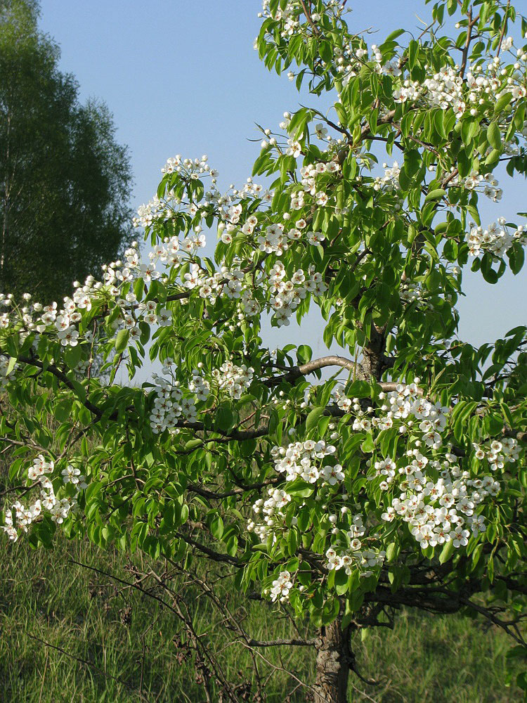 Изображение особи Pyrus communis.