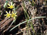 Gagea erubescens. Цветущее растение. Белгородская обл., Губкинский р-н, \"Лысые горы\", степь на мелах. 03.05.2009.