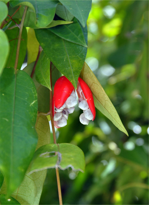 Image of Adenia penangiana specimen.